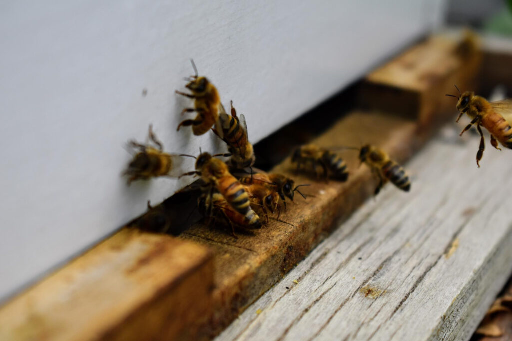 How to Identify a Bee Infestation in Palm Desert and When to Call for Removal